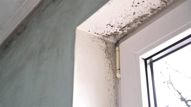 Office Mold Removal Services in Shelbyville, IL