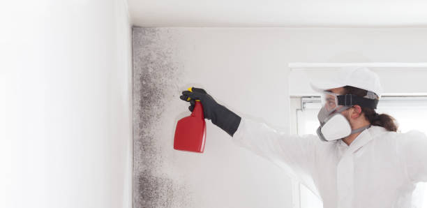 Best Mold Cleaning Services  in Shelbyvle, IL