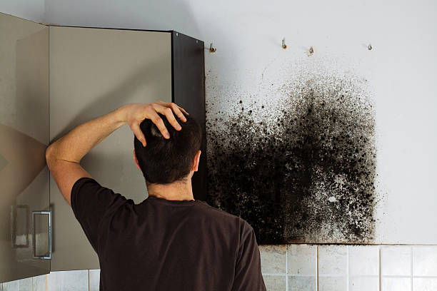 Best Black Mold Removal  in Shelbyvle, IL