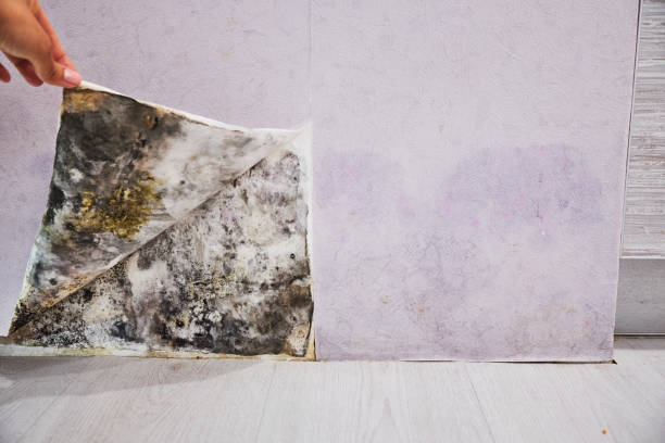 Trusted Shelbyville, IL Mold Removal Experts